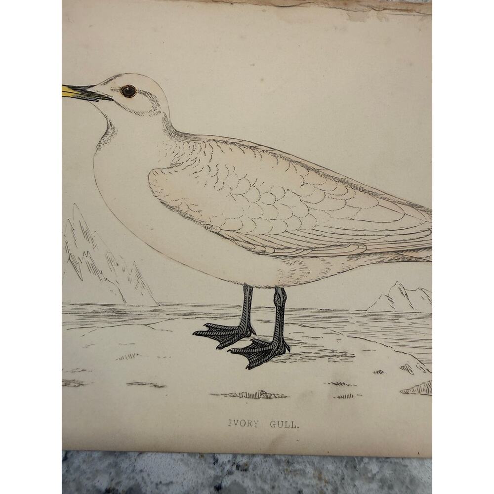 Collection of 15 Antique Ornithological & Natural History Prints Various Animals - Picture 7 of 13